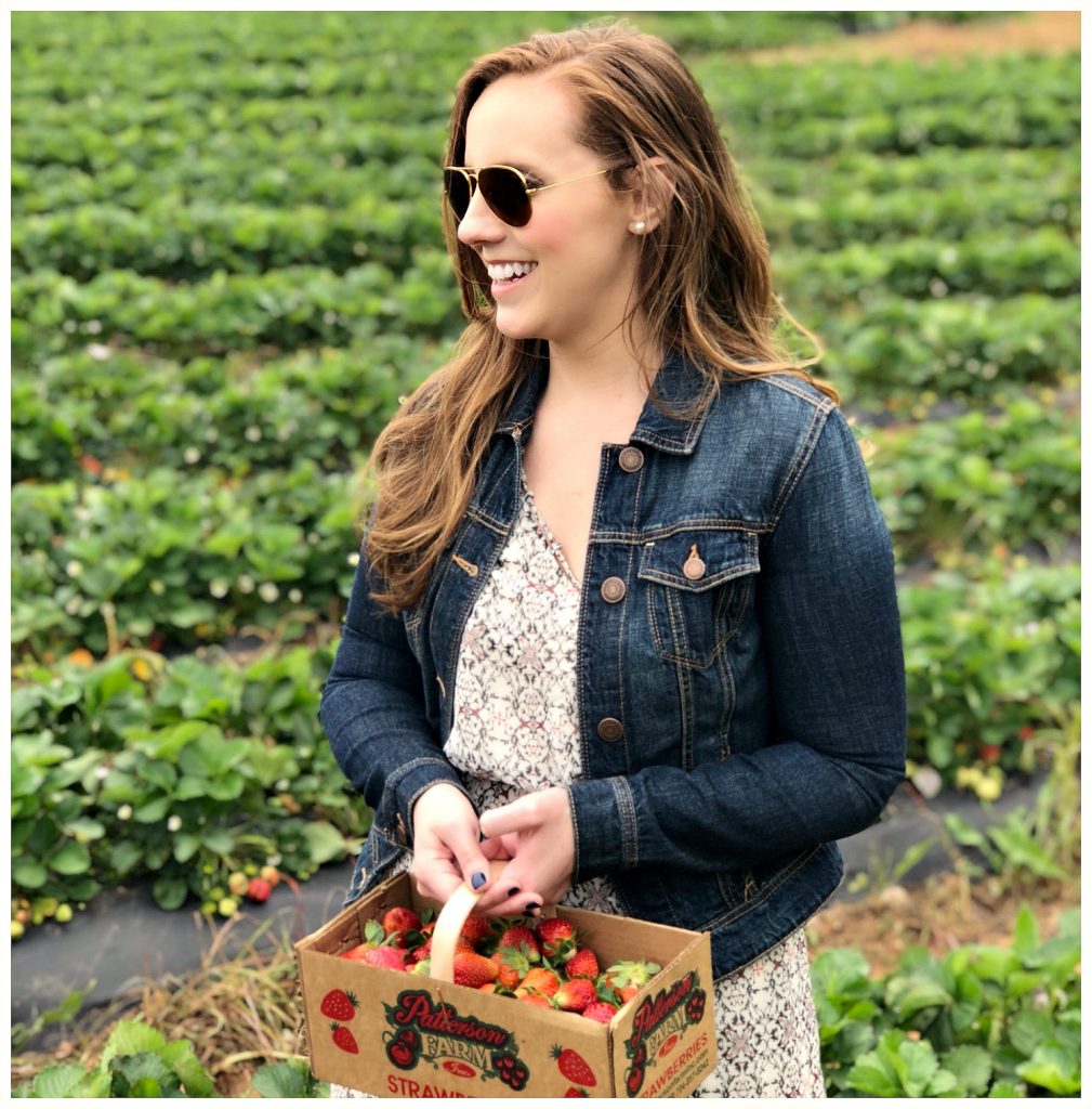 Strawberry Picking at Patterson Farms, Mt. Ulla, NC Sweet Carolina