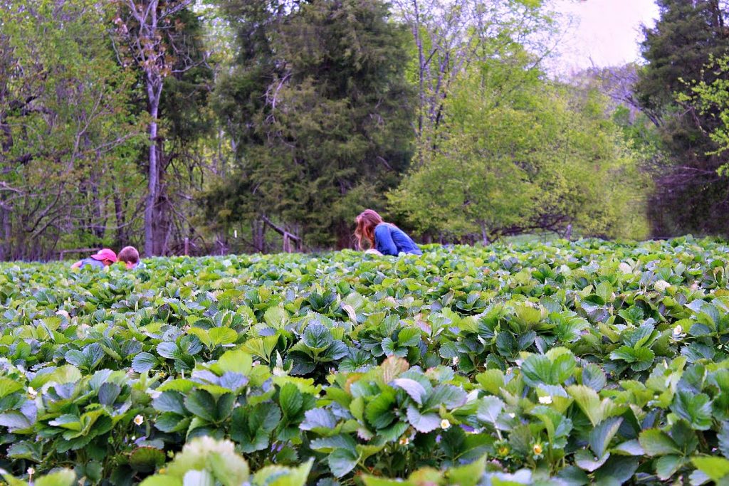 Strawberry Picking at Patterson Farms, Mt. Ulla, NC Sweet Carolina