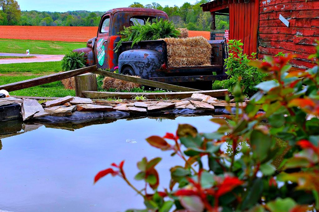 Strawberry Picking at Patterson Farms, Mt. Ulla, NC Sweet Carolina